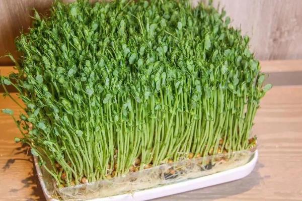 豌豆芽菜的培育方法，生长适温为18至23℃