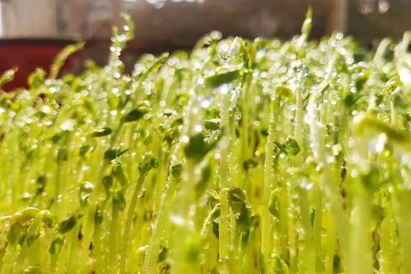 豌豆芽菜的培育方法，生长适温为18至23℃