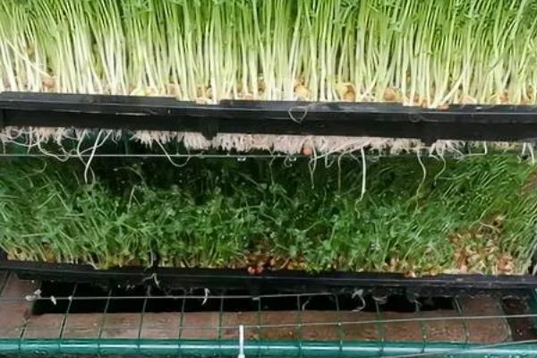 豌豆芽菜的培育方法，生长适温为18至23℃