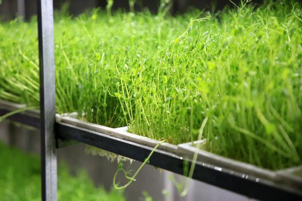 豌豆芽菜的培育方法，生长适温为18至23℃