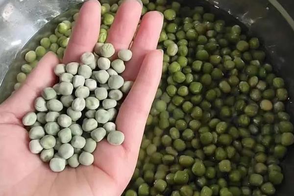 豌豆芽菜的培育方法，生长适温为18至23℃