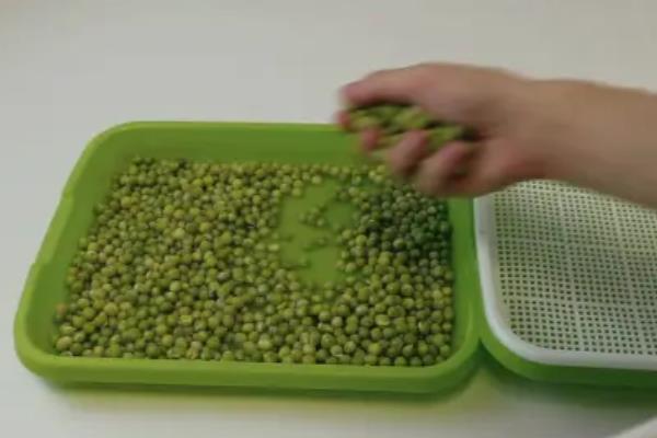 豌豆芽菜的培育方法，生长适温为18至23℃