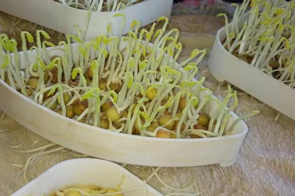豌豆芽菜的培育方法，生长适温为18至23℃