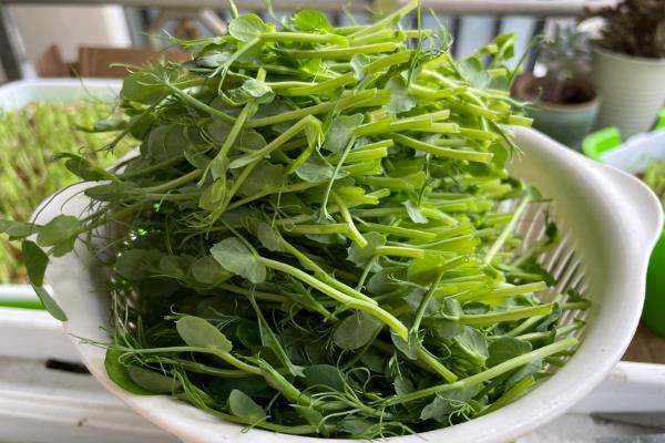 豌豆芽菜的培育方法，生长适温为18至23℃