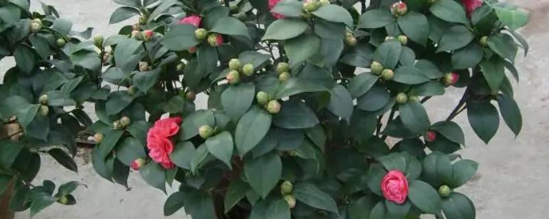 茶花的开放次数，细心养护一年可以开放两次