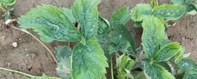草莓断头病的发生原因，一般是低温、缺硼、高温和弱光等因素引起