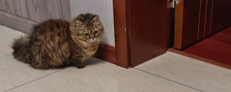 猫癣会自愈吗，自愈概率较低通常需用药治疗
