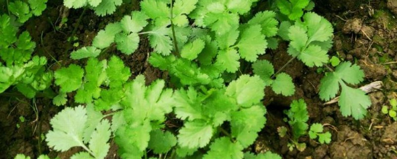 秋季香菜的种植方法，播种前先浸种