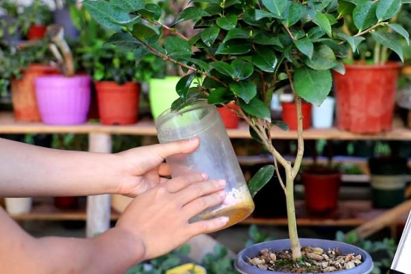 茶花的开放次数，细心养护一年可以开放两次
