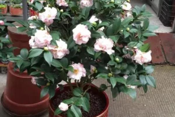 茶花的开放次数，细心养护一年可以开放两次