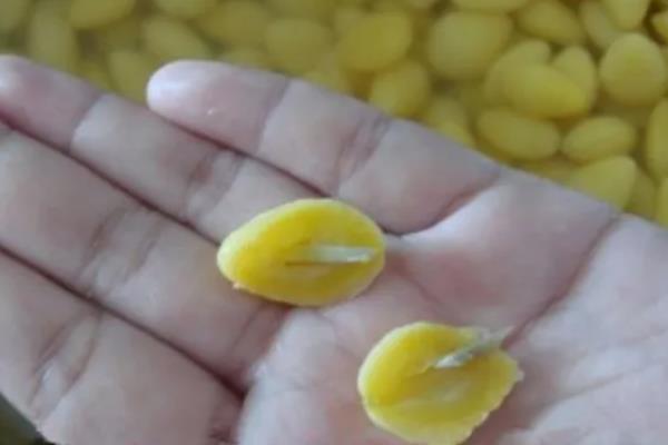 怎么吃银杏果，可蒸煮、翻炒等弄熟后食用