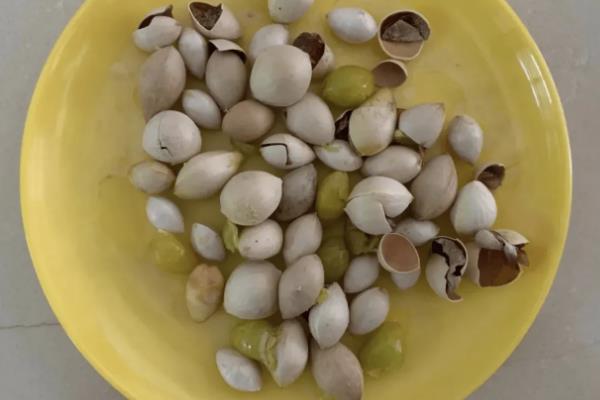 怎么吃银杏果，可蒸煮、翻炒等弄熟后食用