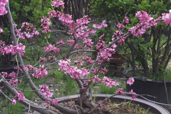 紫荆花冬天的养殖方法,要为其做好保暖措施