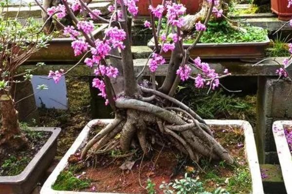 紫荆花冬天的养殖方法,要为其做好保暖措施