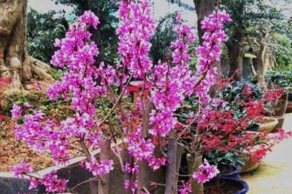 紫荆花冬天的养殖方法,要为其做好保暖措施