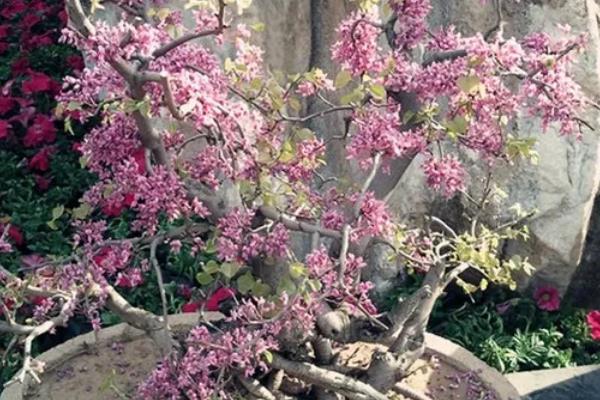 紫荆花冬天的养殖方法,要为其做好保暖措施