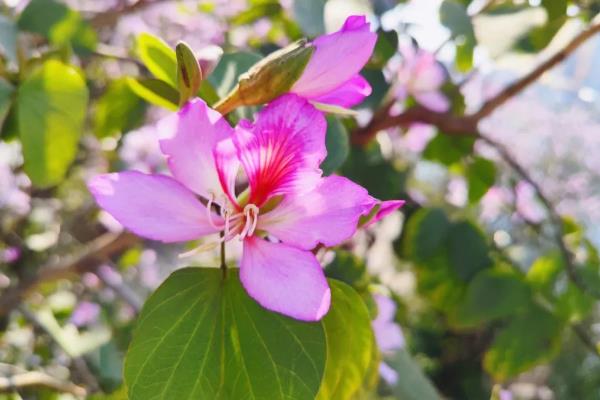 紫荆花冬天的养殖方法,要为其做好保暖措施