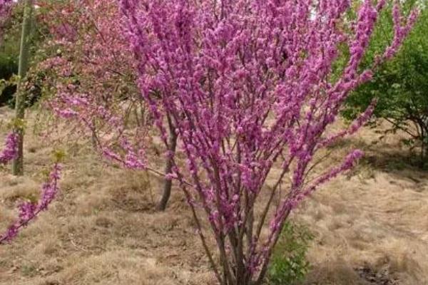 紫荆花冬天的养殖方法,要为其做好保暖措施