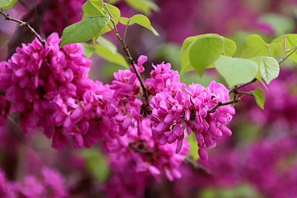 紫荆花冬天的养殖方法,要为其做好保暖措施