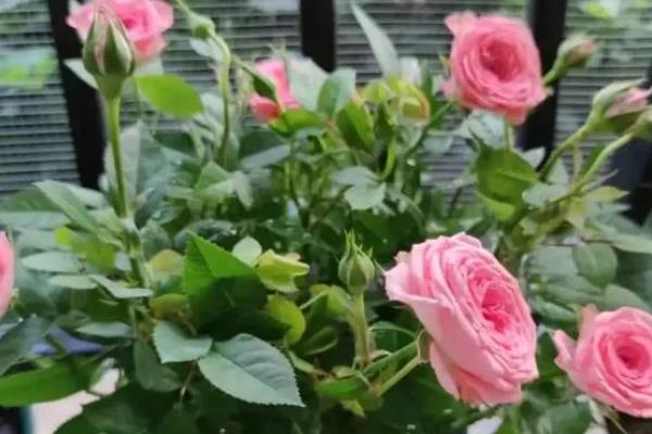 包玫瑰花需要哪些材料，需要剪刀、胶带等