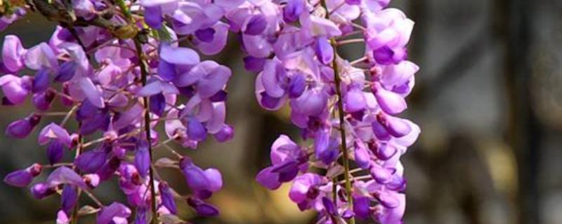 哪些花卉具有爱而不得的花语，常见水仙花、紫藤花、蒲公英等品种