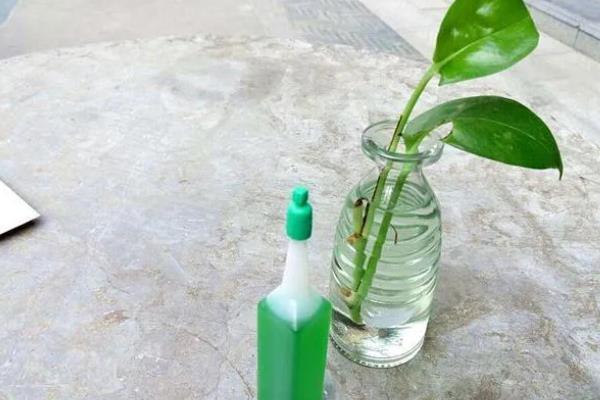 水培绿萝的养殖方法，使用透明且口径较大的玻璃花瓶