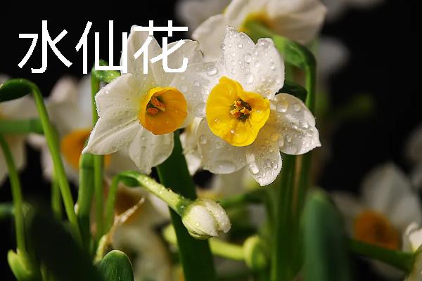 哪些花卉具有爱而不得的花语，常见水仙花、紫藤花、蒲公英等品种
