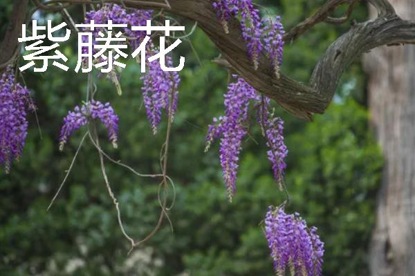 哪些花卉具有爱而不得的花语，常见水仙花、紫藤花、蒲公英等品种