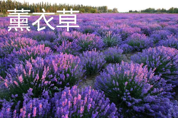 哪些花卉具有爱而不得的花语，常见水仙花、紫藤花、蒲公英等品种