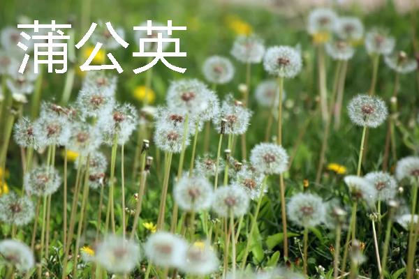 哪些花卉具有爱而不得的花语，常见水仙花、紫藤花、蒲公英等品种