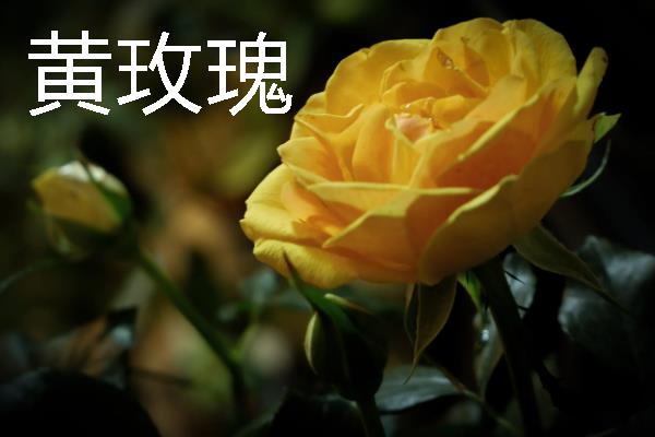哪些花卉具有爱而不得的花语，常见水仙花、紫藤花、蒲公英等品种