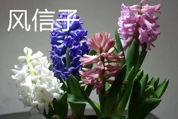 哪些花卉具有爱而不得的花语，常见水仙花、紫藤花、蒲公英等品种