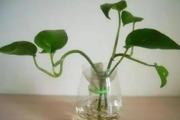 水培绿萝的养殖方法，使用透明且口径较大的玻璃花瓶