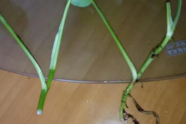 水培绿萝的养殖方法，使用透明且口径较大的玻璃花瓶