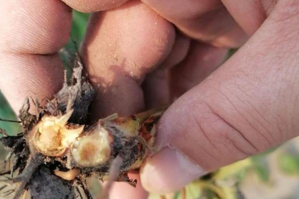 草莓断头病的发生原因，一般是低温、缺硼、高温和弱光等因素引起