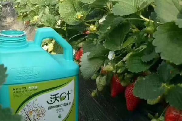 草莓断头病的发生原因，一般是低温、缺硼、高温和弱光等因素引起