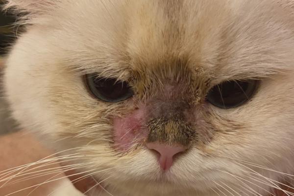 猫癣会自愈吗，自愈概率较低通常需用药治疗