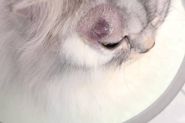 猫癣会自愈吗，自愈概率较低通常需用药治疗