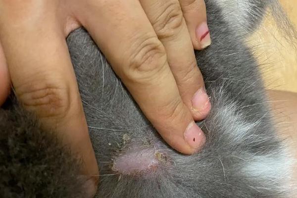 猫癣会自愈吗，自愈概率较低通常需用药治疗