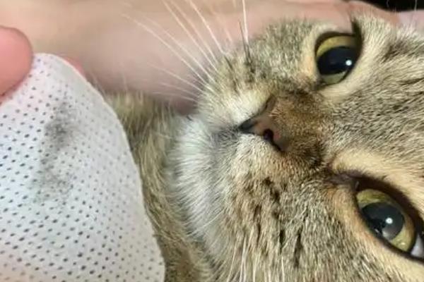 猫癣会自愈吗，自愈概率较低通常需用药治疗