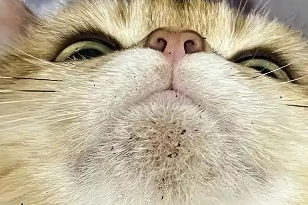 猫癣会自愈吗，自愈概率较低通常需用药治疗
