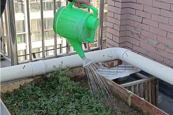 秋季香菜的种植方法，播种前先浸种