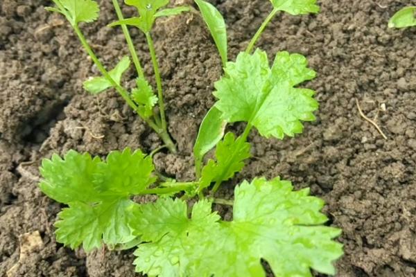 秋季香菜的种植方法，播种前先浸种