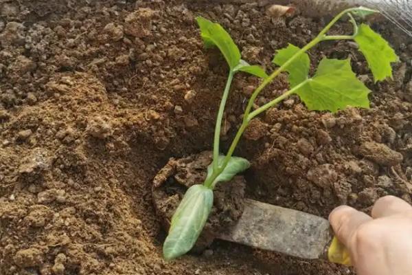 怎么种植丝瓜，结果后期需补肥3-4次