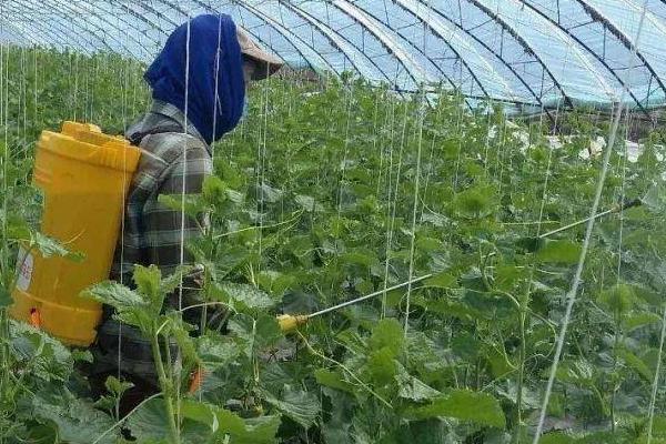 怎么种植丝瓜，结果后期需补肥3-4次