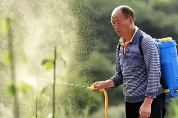 怎么种植丝瓜，结果后期需补肥3-4次