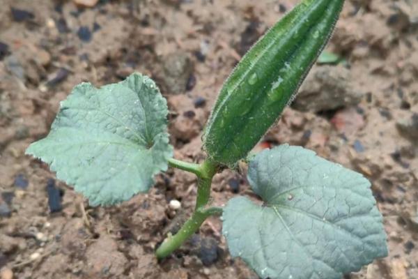 怎么种植丝瓜，结果后期需补肥3-4次
