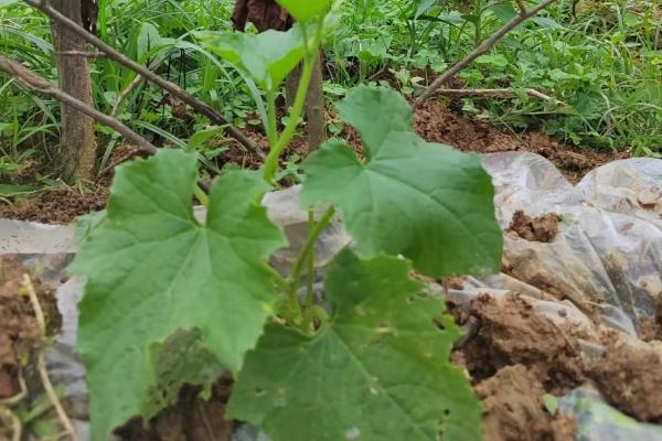 怎么种植丝瓜，结果后期需补肥3-4次