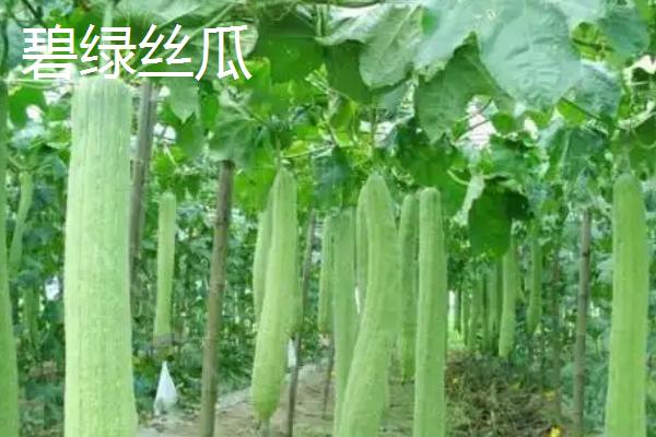 怎么种植丝瓜，结果后期需补肥3-4次