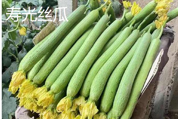 怎么种植丝瓜，结果后期需补肥3-4次
